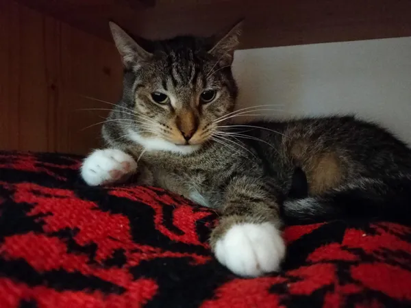 Kot do adopcji, Chojnice, 2 sierpnia 2023 (1/3)