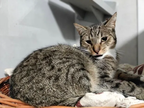 Kot do adopcji, Chojnice, 2 sierpnia 2023 (2/3)