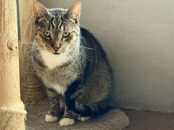 Kot do adopcji, Chojnice, 2 sierpnia 2023 (3/3)