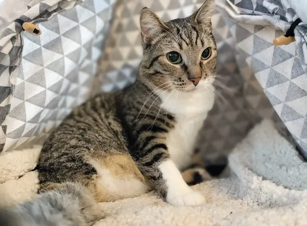 Kot do adopcji, Chojnice, 19 marca 2024 (1/4)