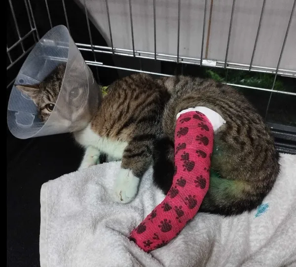 Kot do adopcji, Chojnice, 19 marca 2024 (3/4)