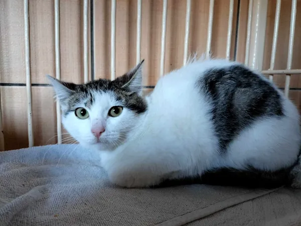 Kot do adopcji, Chojnice, 25 września 2023 (1/2)