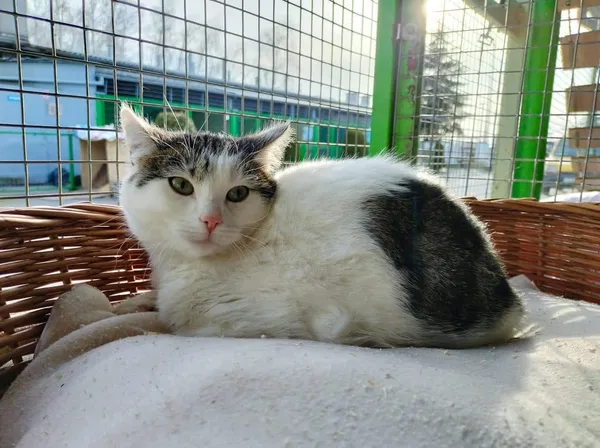 Kot do adopcji, Chojnice, 25 września 2023 (2/2)