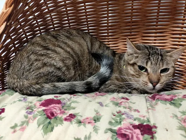 Kot do adopcji, Chojnice, 11 września 2023 (2/3)