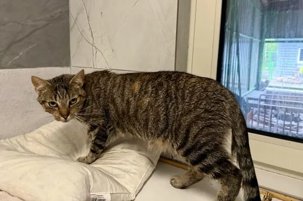 Kot do adopcji, Chojnice, 11 września 2023 (3/3)