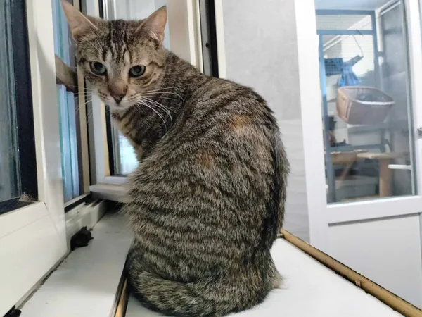 Kot do adopcji, Chojnice, 11 września 2023 (1/3)