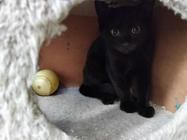 Kot do adopcji, Chojnice, 11 września 2023 (2/4)