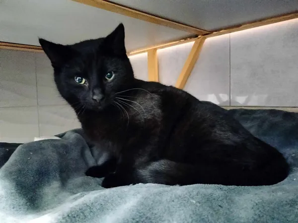 Kot do adopcji, Chojnice, 11 września 2023 (3/4)