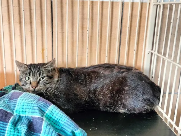 Kot do adopcji, Chojnice, 2 sierpnia 2023 (3/4)