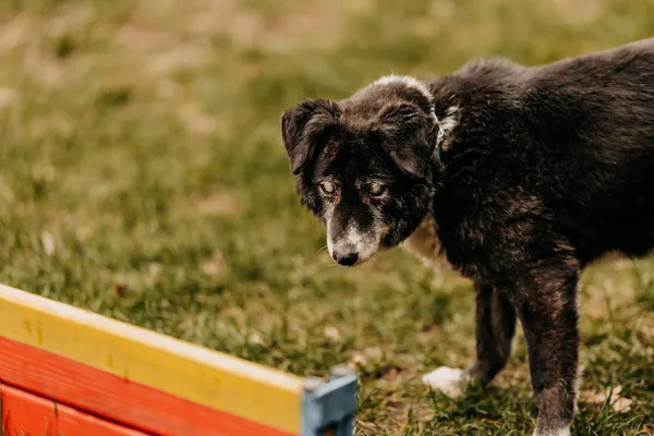 Pies do adopcji, Czartki, 8 kwietnia 2024 (1/5)