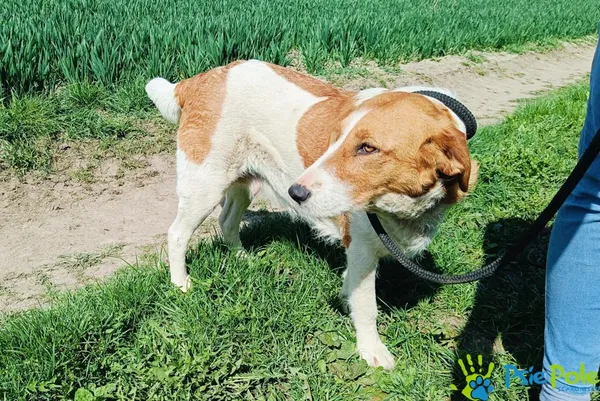 Znaleziono psa, Racławice, 5 kwietnia 2024 (1/5)