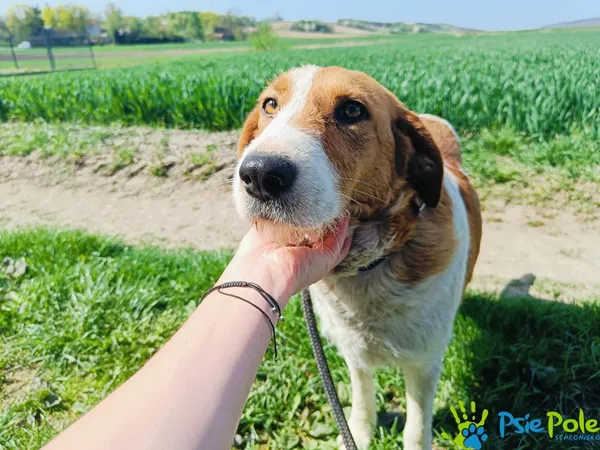 Znaleziono psa, Racławice, 5 kwietnia 2024 (2/5)