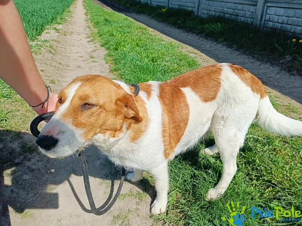 Znaleziono psa, Racławice, 5 kwietnia 2024 (4/5)