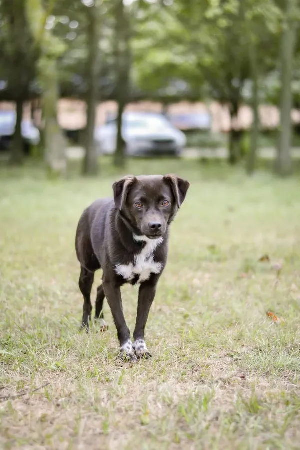Pies do adopcji, Radom, 28 września 2025 (1/5)