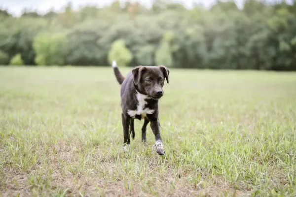 Pies do adopcji, Radom, 28 września 2025 (2/5)