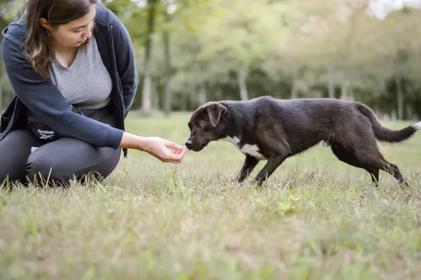 Pies do adopcji, Radom, 28 września 2025 (5/5)