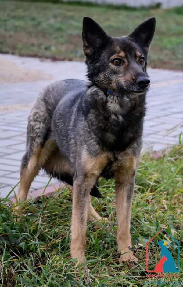 Pies do adopcji, Grudziądz, 18 marca 2024 (2/5)