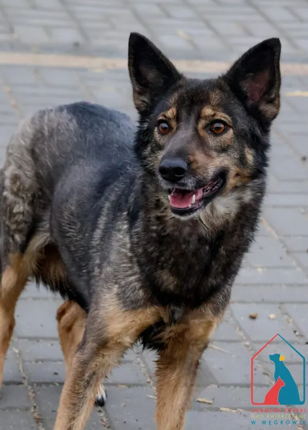 Pies do adopcji, Grudziądz, 18 marca 2024 (5/5)