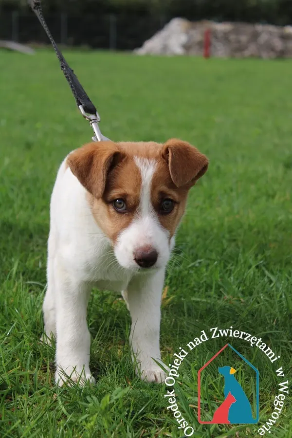 Pies do adopcji, Węgrowo, 5 kwietnia 2024