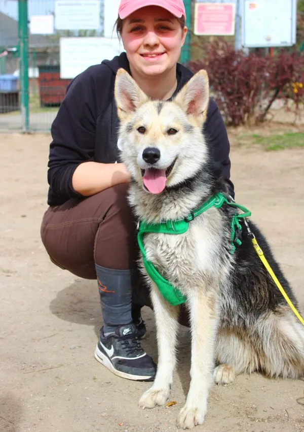 Pies do adopcji, Przyborówko, 8 kwietnia 2024 (2/3)
