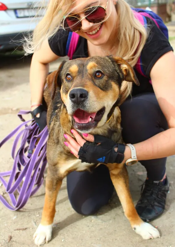 Pies do adopcji, Przyborówko, 29 kwietnia 2025 (2/5)