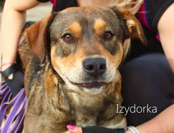 Pies do adopcji, Przyborówko, 29 kwietnia 2025 (3/5)