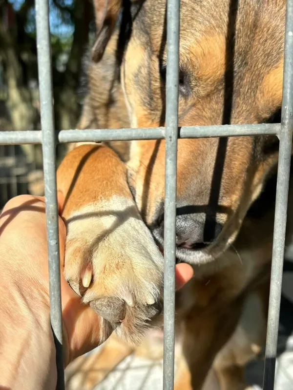 Pies do adopcji, Przyborówko, 29 kwietnia 2025 (4/5)