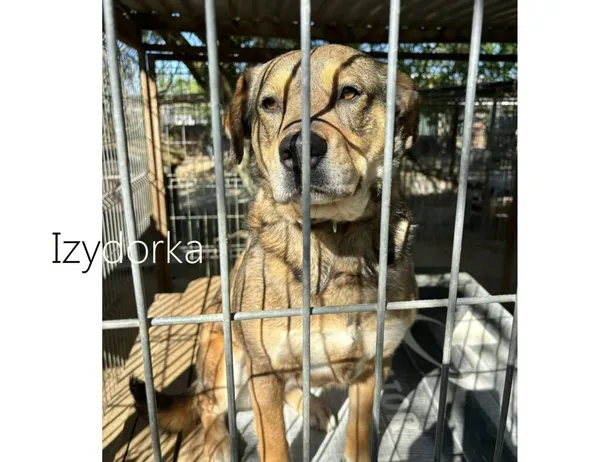 Pies do adopcji, Przyborówko, 29 kwietnia 2025 (5/5)