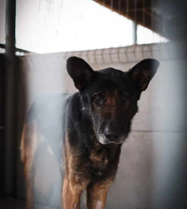 Pies do adopcji, Konin, 30 listopada 2022 (2/2)