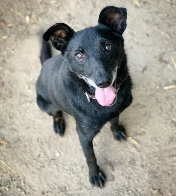 Pies do adopcji, Konin, 17 kwietnia 2023 (2/3)