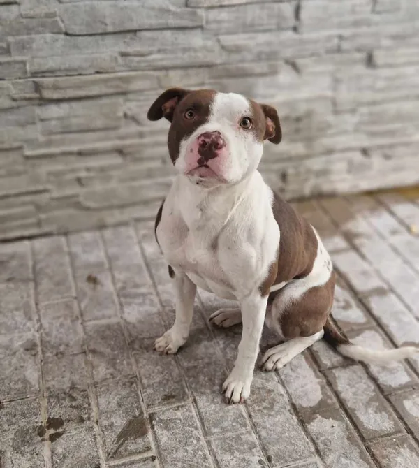 Pies do adopcji, Konin, 2 września 2023 (2/5)