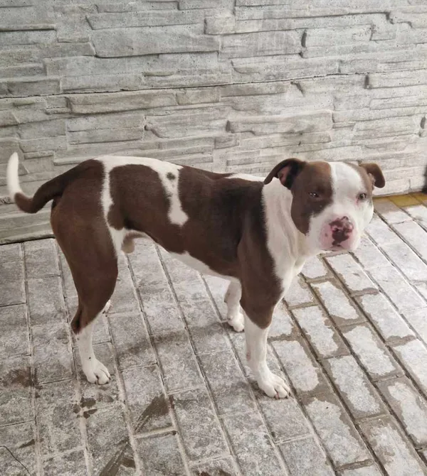 Pies do adopcji, Konin, 2 września 2023 (3/5)