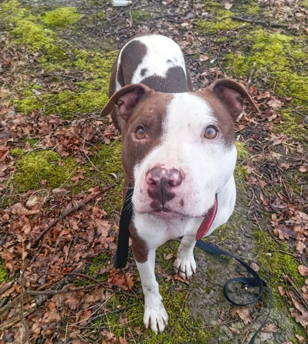 Pies do adopcji, Konin, 2 września 2023 (4/5)