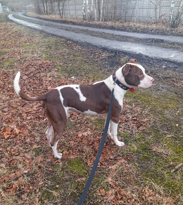 Pies do adopcji, Konin, 2 września 2023 (5/5)