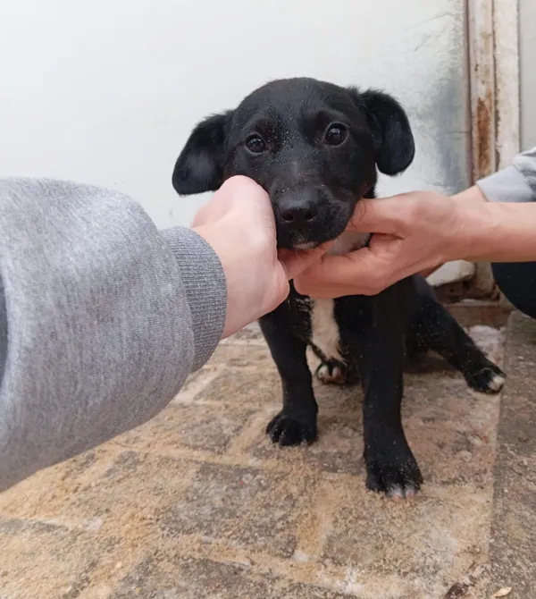 Pies do adopcji, Konin, 29 grudnia 2023