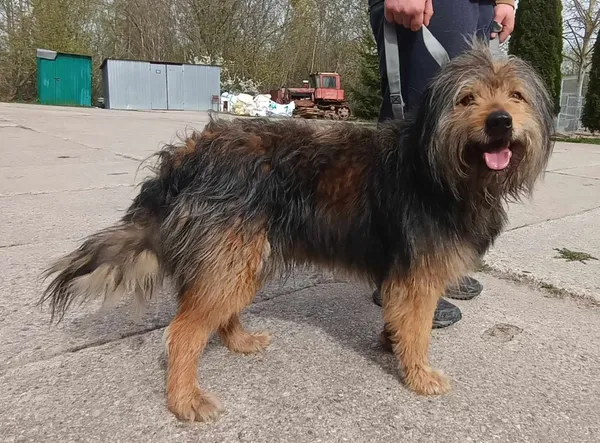 Znaleziono psa, Pieckowo, 9 kwietnia 2024 (2/2)