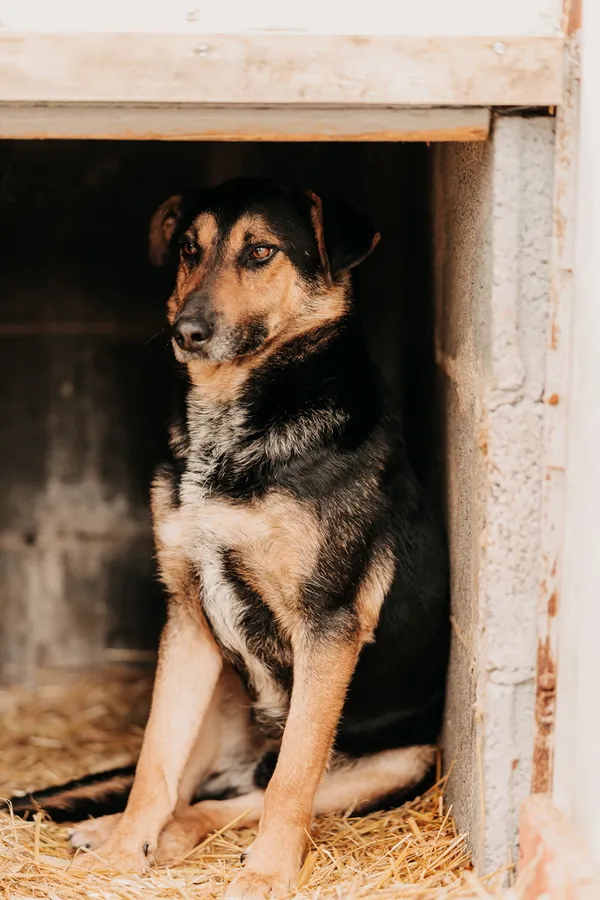 Pies do adopcji, Czartki, 9 kwietnia 2024 (4/5)