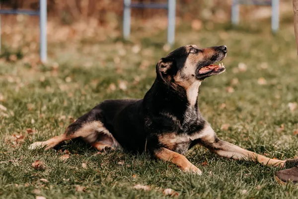 Pies do adopcji, Czartki, 9 kwietnia 2024 (5/5)