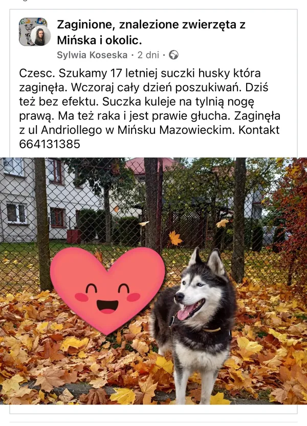 Zaginął pies, Mińsk Mazowiecki, 10 kwietnia 2024 (3/3)