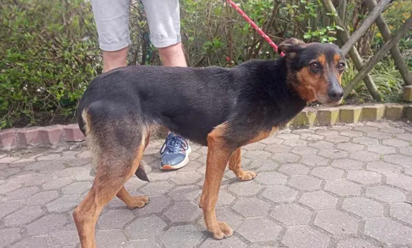 Znaleziono psa, Toruń, 9 kwietnia 2024