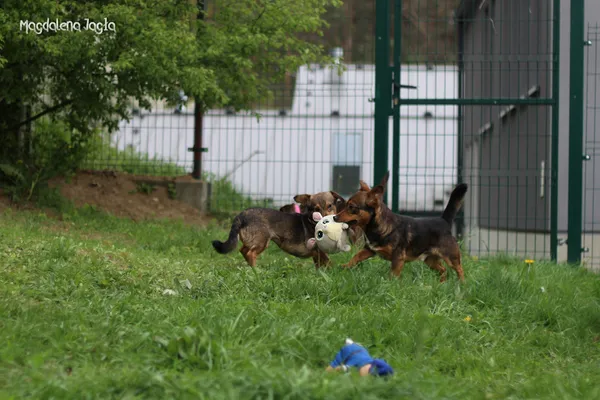 Pies do adopcji, Bydgoszcz, 14 kwietnia 2024 (4/4)