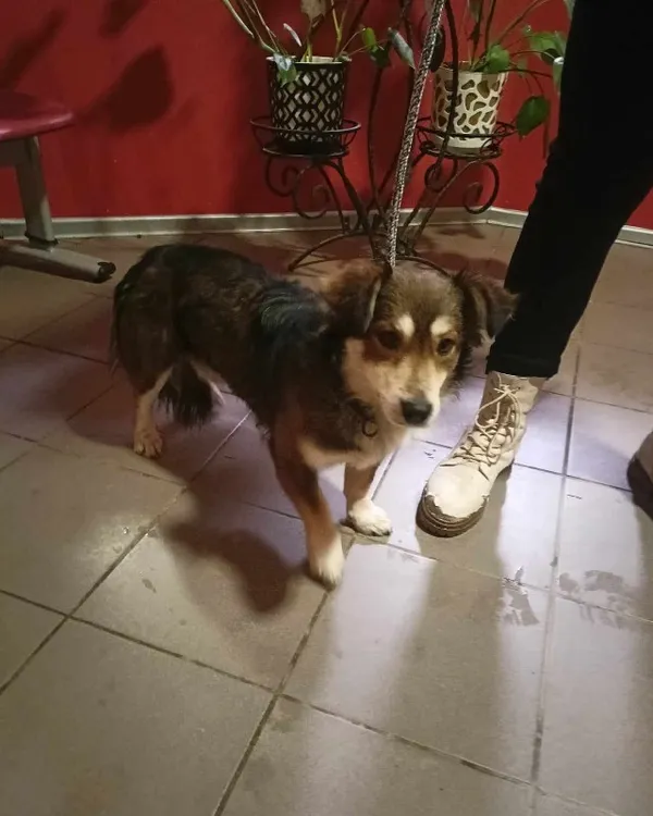 Pies do adopcji, Młodolino, 16 stycznia 2024