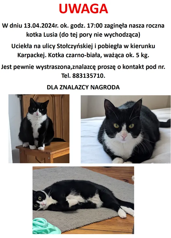 Zaginął kot, Szczecin, Skolwin, 15 kwietnia 2024