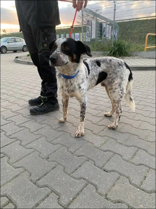 Znaleziono psa, Grudziądz, 15 kwietnia 2024