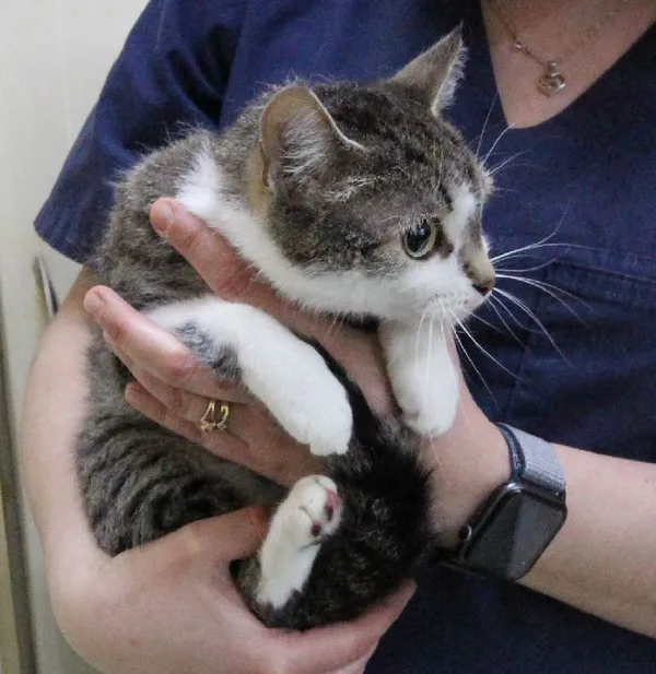 Znaleziono kota, Łódź, 13 września 2025 (1/5)