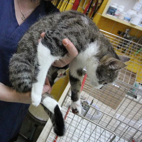 Znaleziono kota, Łódź, 13 września 2025 (4/5)