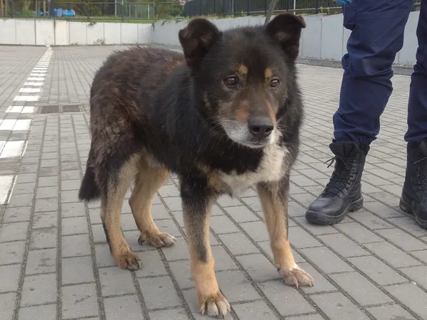 Znaleziono psa, Bydgoszcz, 17 kwietnia 2024