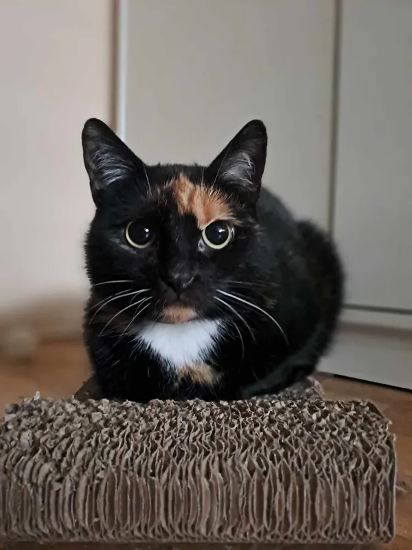 Znaleziono kota, Sosnowiec, 17 kwietnia 2024 (3/5)