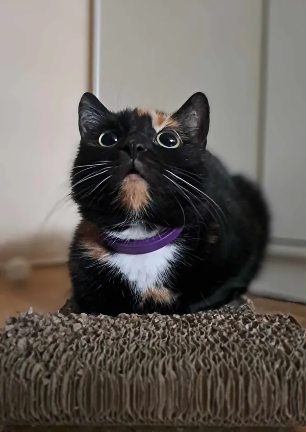 Znaleziono kota, Sosnowiec, 17 kwietnia 2024 (4/5)