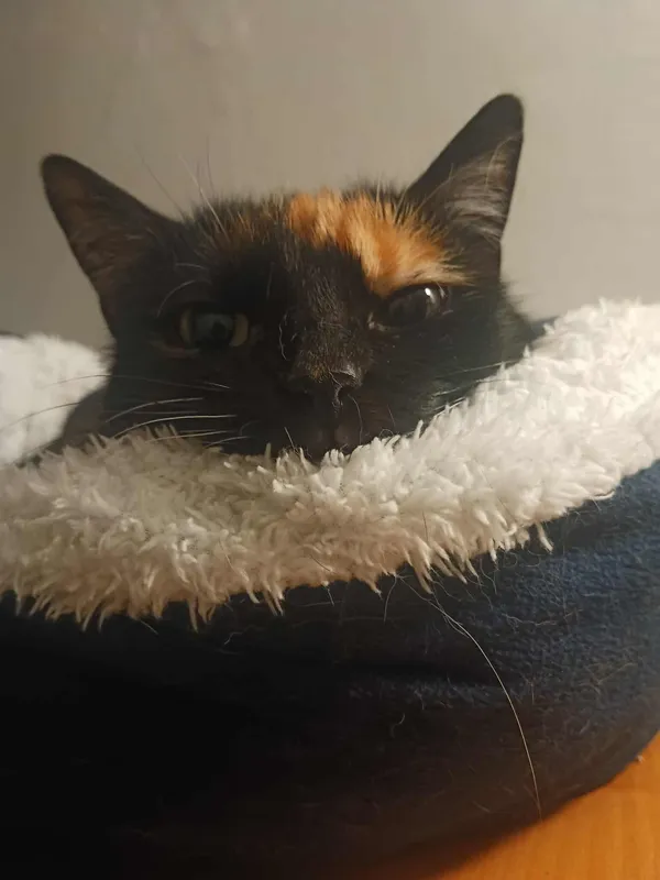 Znaleziono kota, Sosnowiec, 17 kwietnia 2024 (5/5)